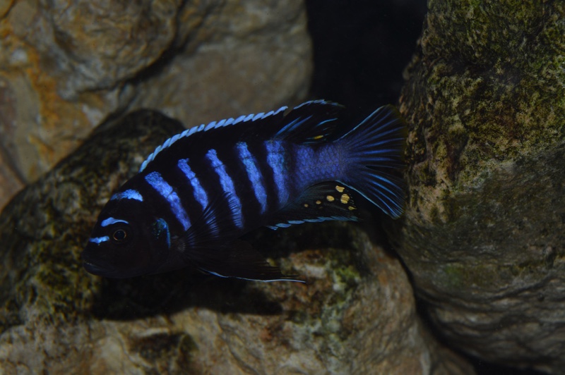 Cynotilapia zebroides 'Maison Reef'